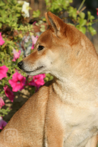 shiba_inu_1.igallery.image0000006--640x480--logo--server-haficicz